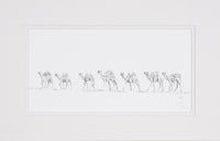 Camels